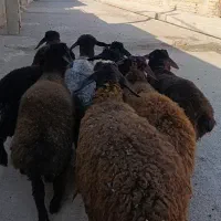 21راس بره|حیوانات مزرعه|کرج, فاز ۱ مهرشهر|دیوار