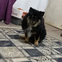 سگ پامر روباهی خوشکل