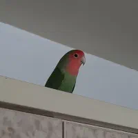 طوطی برزیلی ماده معاوضه با نر