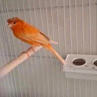 قناری|پرنده|فردیس, شهرک شهید حسینی|دیوار