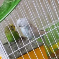 مرغ عشق|پرنده|فولادشهر, زاینده رود|دیوار