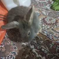 خرگوش نژاد هلندی