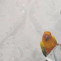 گمشده پرنده خورشیدی