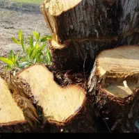 قطع درخت مرکبات حتی در روزهای تعطیل
