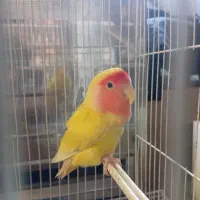 کوتوله ماده