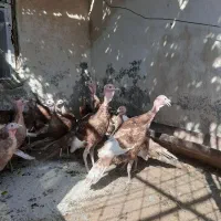 بوقلمون نر  بوربون قرمز