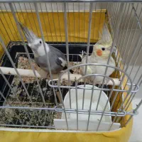 عروس هلندی نر و ماده