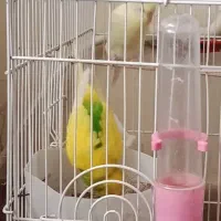 عروس هلندی قناری مرغ عشق|پرنده|آبعلی, |دیوار