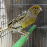قناری ماده آماده رنگ خاص