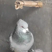 گمشده کبوتر فروشی