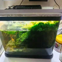 تعداد۲عدداکواریوم شیشه خم شرکتی