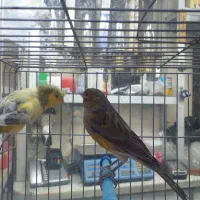 قناری نر شلاقی چمنی ابلغ پاکسازی شده در شهرضا|پرنده|شهرضا, |دیوار