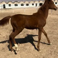 کره مادیون جنس دار درجه یک دنیای خون|اسب و تجهیزات اسبسواری|شیراز, قلات|دیوار