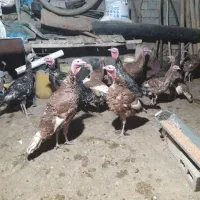 بوقلمون نر و ماده