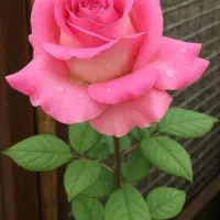 فروش سیم کارت رایتل