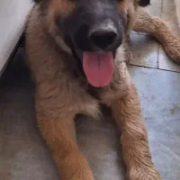 توله ژرمن شپرد|سگ|یزد, |دیوار