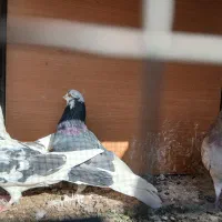 کفتر پرشی تهران|پرنده|رباطکریم, رباطکریم|دیوار