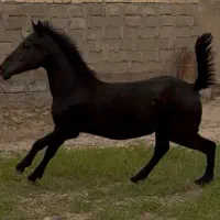 کره اسب مادیون کرد مشکی