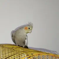 فروش عروس هلندی|پرنده|فولادشهر, C3|دیوار