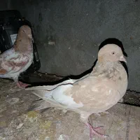 کله ای