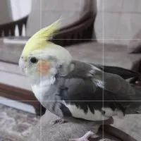 عروس هلندی گمشده