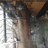 30عدد کبوتر