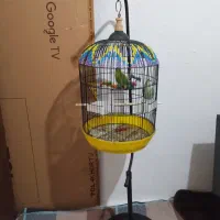 طوطی برزیلی|پرنده|بوکان, |دیوار