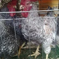 خروس محلی سنگین وزن کشتاری