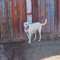 سگ ماده خراسانی