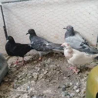 کفتر کشتنی ۵ تا|پرنده|قم, آزادگان|دیوار