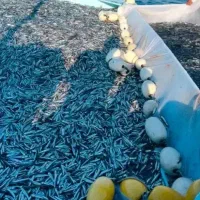 تور ماهی گیری جل کاشغ کاشخ تشاله