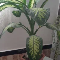 گل بزرگ وشاداب