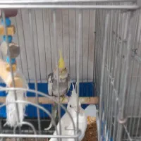 ۶ عدد  عروس هلندی نرو ماده