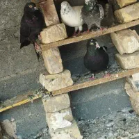 کفتر|پرنده|رودان, |دیوار