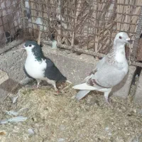 کبوتر|پرنده|راور, |دیوار