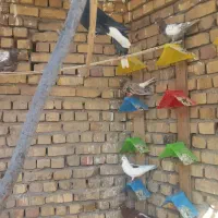 ۳۰ عدد کبوتر رنگی