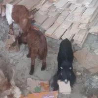 بز فروشی|حیوانات مزرعه|کنارک, |دیوار