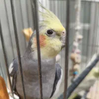 دوجفت عروس هلندی مولد