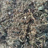 کاه بادام زمینی|خدمات باغبانی و درختکاری|پارس‌آباد, |دیوار