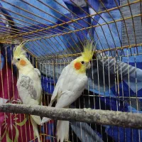 جفت عروس لوتینو دوکت