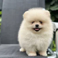 دوسرخرسی نر ۸ ماهه قیمت ۴۰