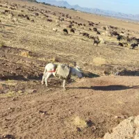 خر گله گرد