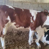 فروش خرید انواع گاو گوشتی و افتاده و اخراجی