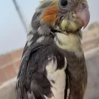 گمشده