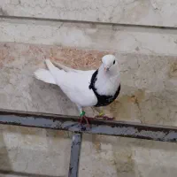 دوعدد کبوتر|حیوانات|خرم‌آباد, |دیوار