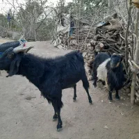 پازن و بز برای داشت|حیوانات مزرعه|دیشموک, |دیوار