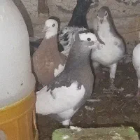 طوقی|پرنده|سبزوار, توحیدشهر|دیوار