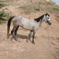 اسب|اسب و تجهیزات اسب‌سواری|خورموج, |دیوار