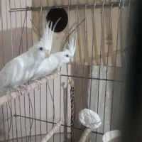 عروس هلندی آلبینو