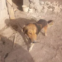 سگ نگهبان واگذاری رایگان
